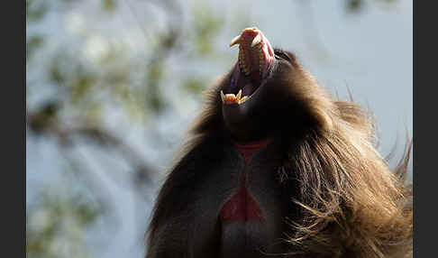 Blutbrustpavian (Theropithecus gelada)