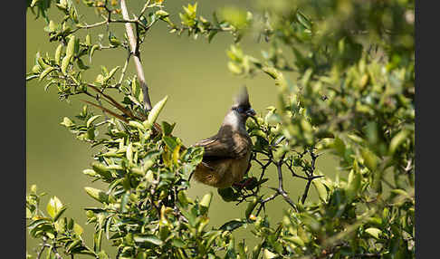 Braunflügel-Mausvogel (Colius striatus)