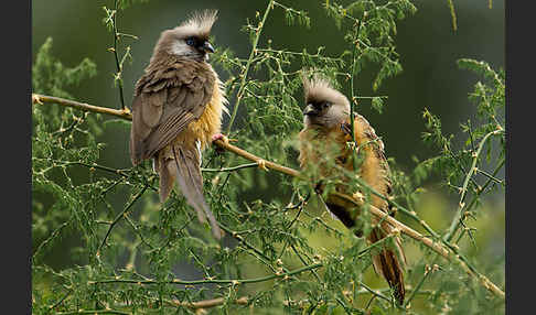 Braunflügel-Mausvogel (Colius striatus)