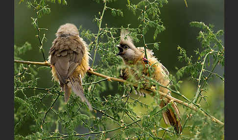 Braunflügel-Mausvogel (Colius striatus)