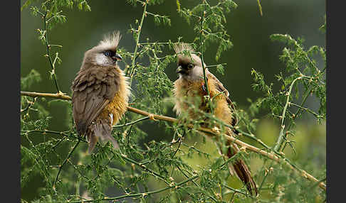 Braunflügel-Mausvogel (Colius striatus)