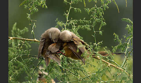 Braunflügel-Mausvogel (Colius striatus)