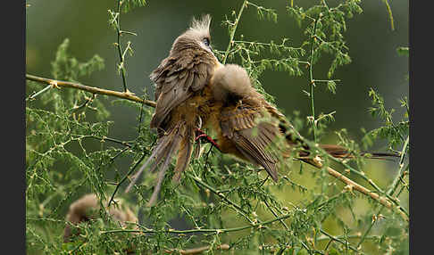 Braunflügel-Mausvogel (Colius striatus)