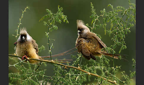 Braunflügel-Mausvogel (Colius striatus)