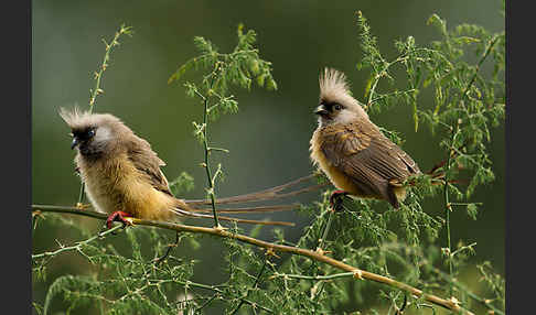 Braunflügel-Mausvogel (Colius striatus)