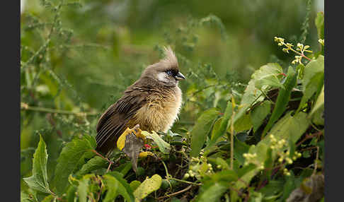 Braunflügel-Mausvogel (Colius striatus)