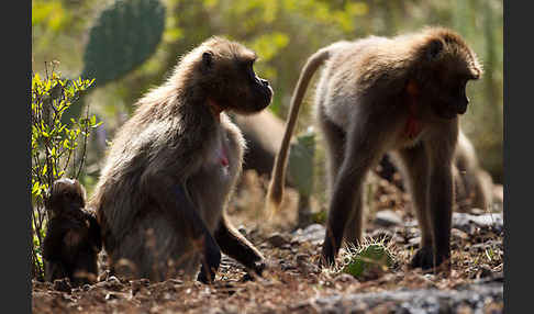 Blutbrustpavian (Theropithecus gelada)