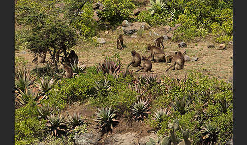 Blutbrustpavian (Theropithecus gelada)