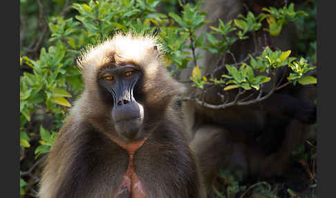 Blutbrustpavian (Theropithecus gelada)