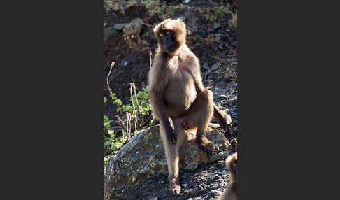 Blutbrustpavian (Theropithecus gelada)