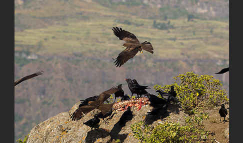 Borstenrabe (Corvus rhipidurus)