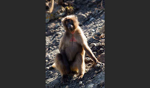 Blutbrustpavian (Theropithecus gelada)