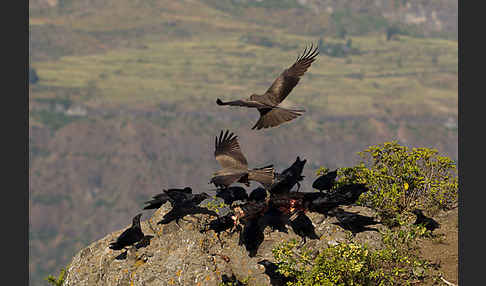 Borstenrabe (Corvus rhipidurus)