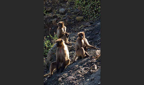 Blutbrustpavian (Theropithecus gelada)