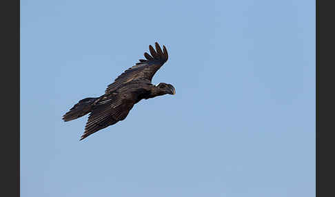 Erzrabe (Corvus crassirostris)