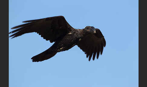 Erzrabe (Corvus crassirostris)