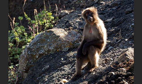 Blutbrustpavian (Theropithecus gelada)