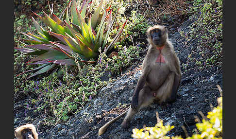 Blutbrustpavian (Theropithecus gelada)