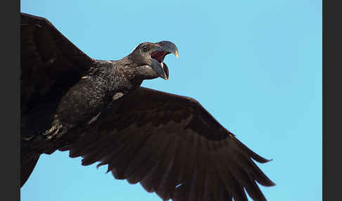 Erzrabe (Corvus crassirostris)