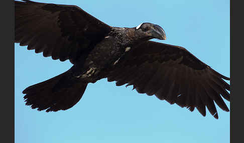 Erzrabe (Corvus crassirostris)