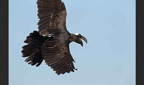 Erzrabe (Corvus crassirostris)