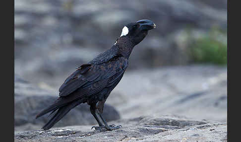 Erzrabe (Corvus crassirostris)