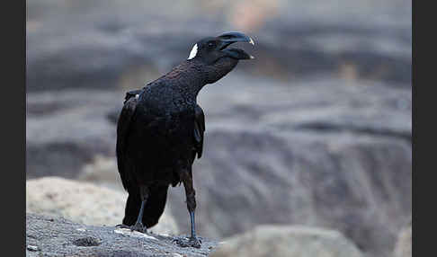 Erzrabe (Corvus crassirostris)