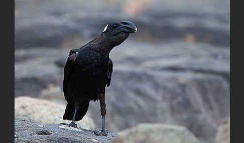 Erzrabe (Corvus crassirostris)