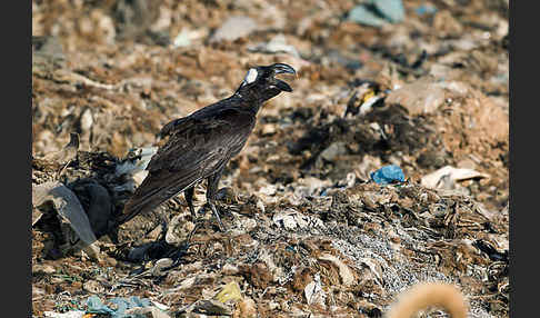 Erzrabe (Corvus crassirostris)