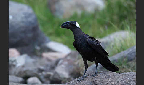 Erzrabe (Corvus crassirostris)