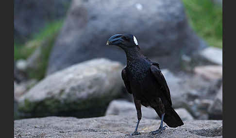 Erzrabe (Corvus crassirostris)