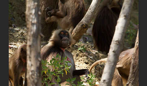 Blutbrustpavian (Theropithecus gelada)