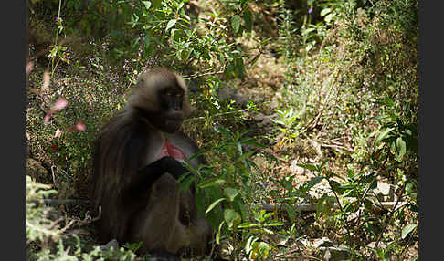 Blutbrustpavian (Theropithecus gelada)