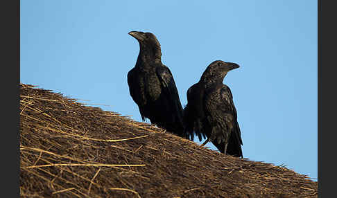 Borstenrabe (Corvus rhipidurus)