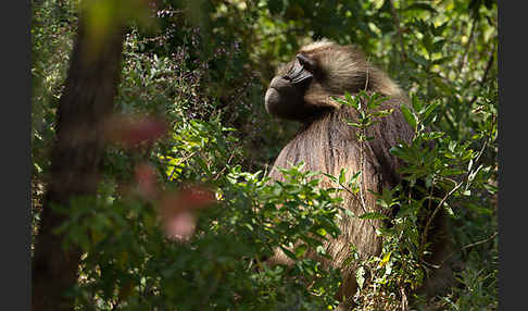 Blutbrustpavian (Theropithecus gelada)