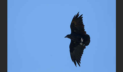 Borstenrabe (Corvus rhipidurus)