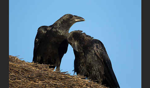 Borstenrabe (Corvus rhipidurus)