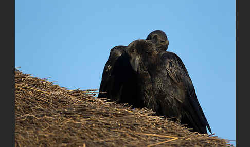 Borstenrabe (Corvus rhipidurus)