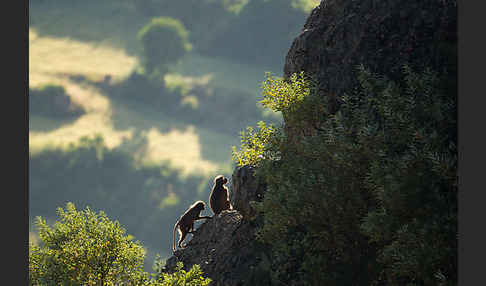 Blutbrustpavian (Theropithecus gelada)