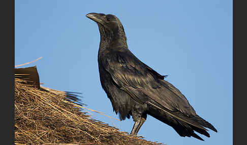 Borstenrabe (Corvus rhipidurus)