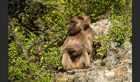 Blutbrustpavian (Theropithecus gelada)