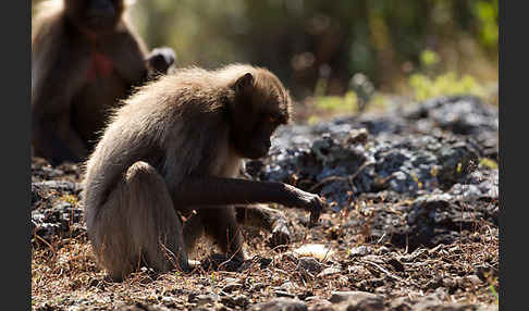 Blutbrustpavian (Theropithecus gelada)