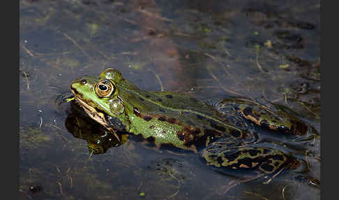 Seefrosch (Pelophylax ridibundus)