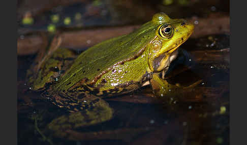 Grünfrosch (Pelophylax spec.)