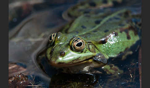 Seefrosch (Pelophylax ridibundus)