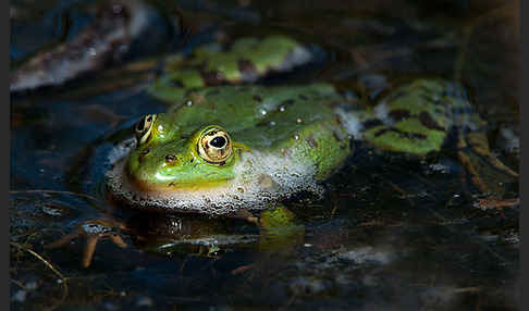 Grünfrosch (Pelophylax spec.)