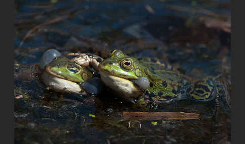 Grünfrosch (Pelophylax spec.)