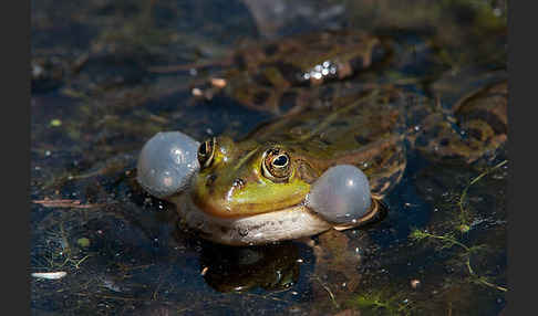 Grünfrosch (Pelophylax spec.)