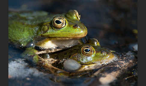 Grünfrosch (Pelophylax spec.)