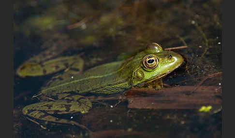 Grünfrosch (Pelophylax spec.)